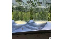 除次亚磷总磷 四川杰睿佳环保科技 四川杰睿佳环保科技